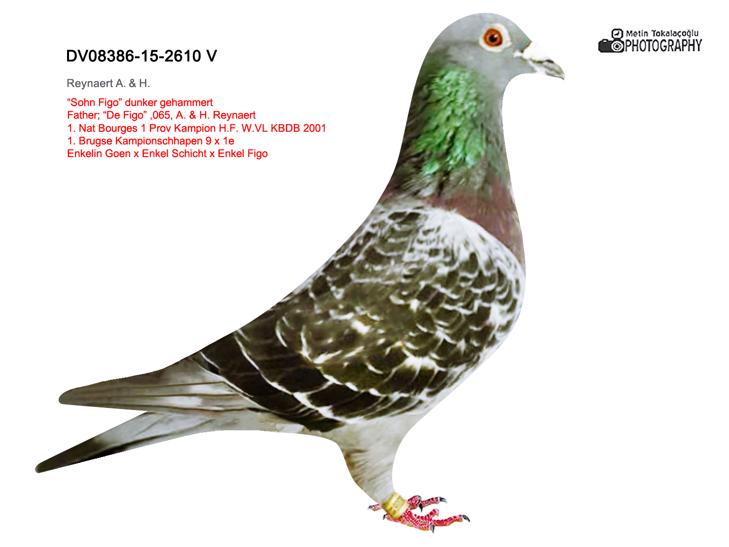 DV-08386-15-2610 FİGO