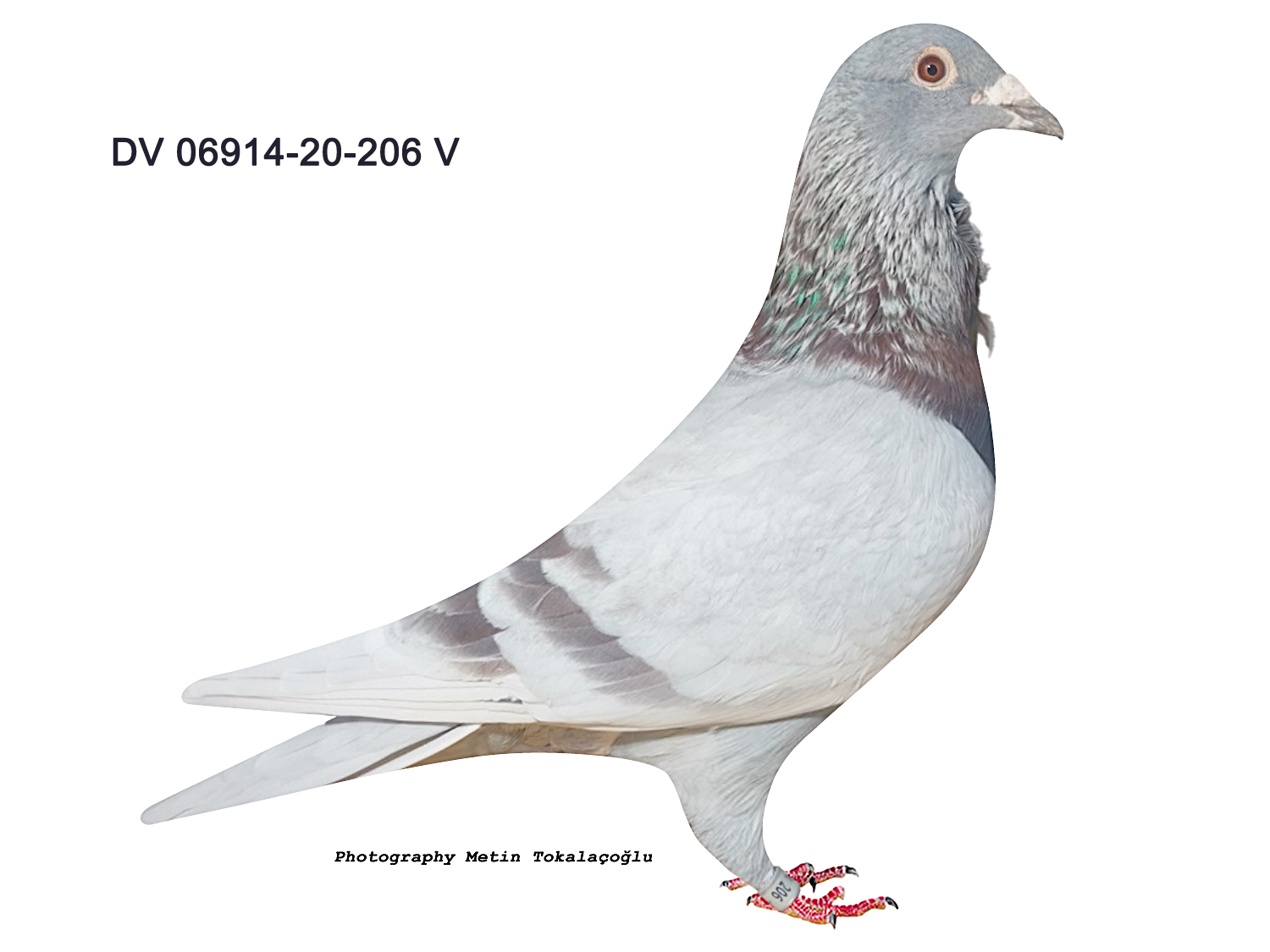 DV-069-20-206 OLYMPİA VOGEL POSEN X BİG BEN 