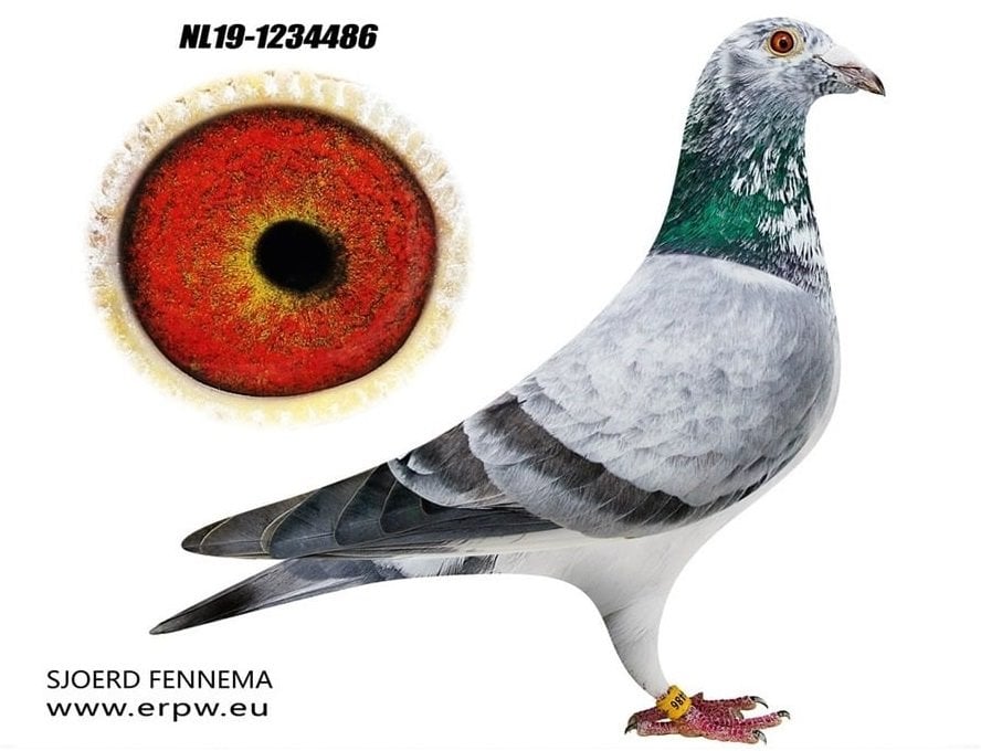 NL-19-1234486 SİLVER SHADOW FENNEMA SJOERD