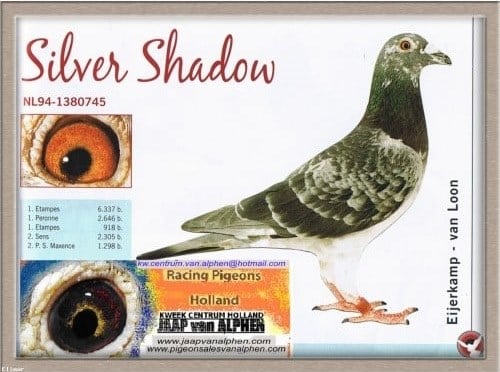NL-19-1234486 SİLVER SHADOW FENNEMA SJOERD