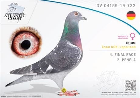 DV-04159-19-732 FİNAL 500km  4e ve 196km 2e