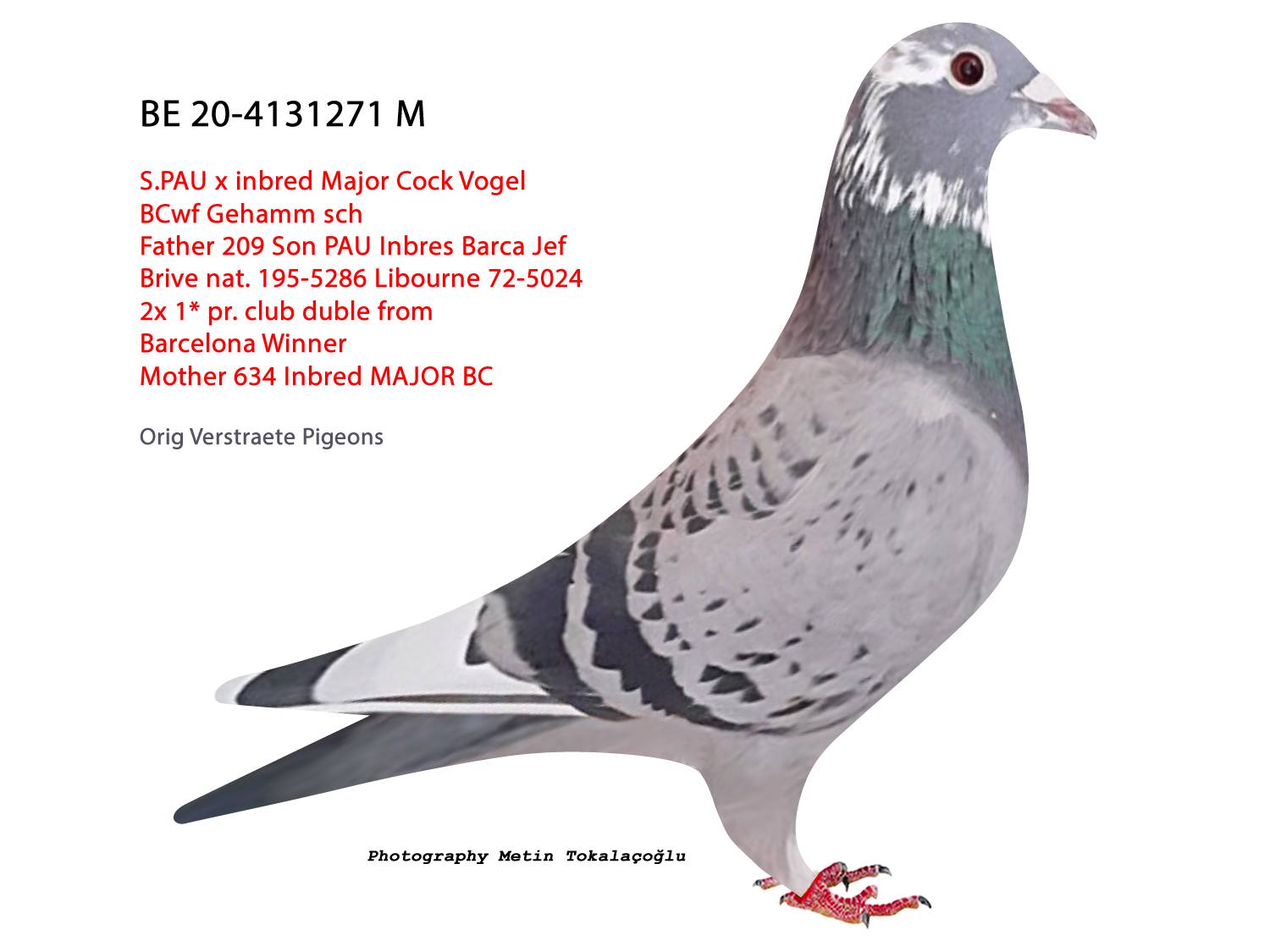 BELG-20-4131271 MAJÖR