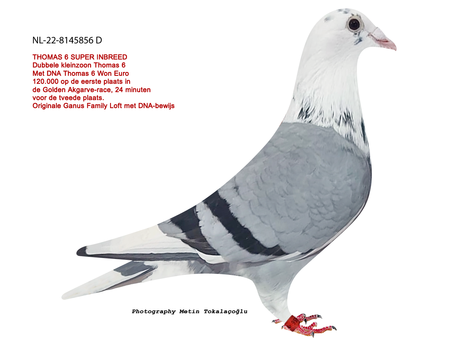 NL-22-8145856 THOMAS 6 FULL + FULL INBRED