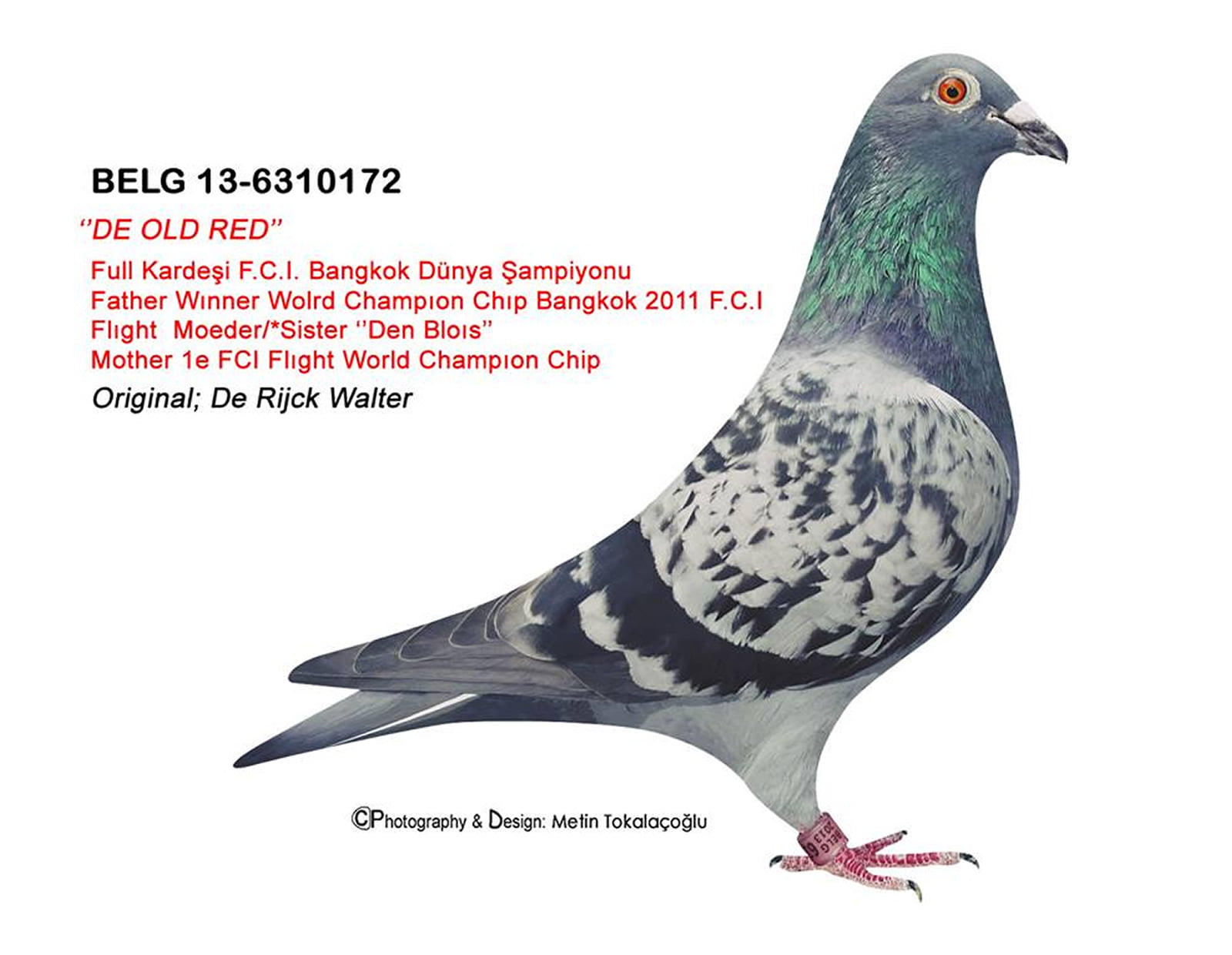 BELG-13-6310172 FULL BROTHER WORLD ŞAMPİYON