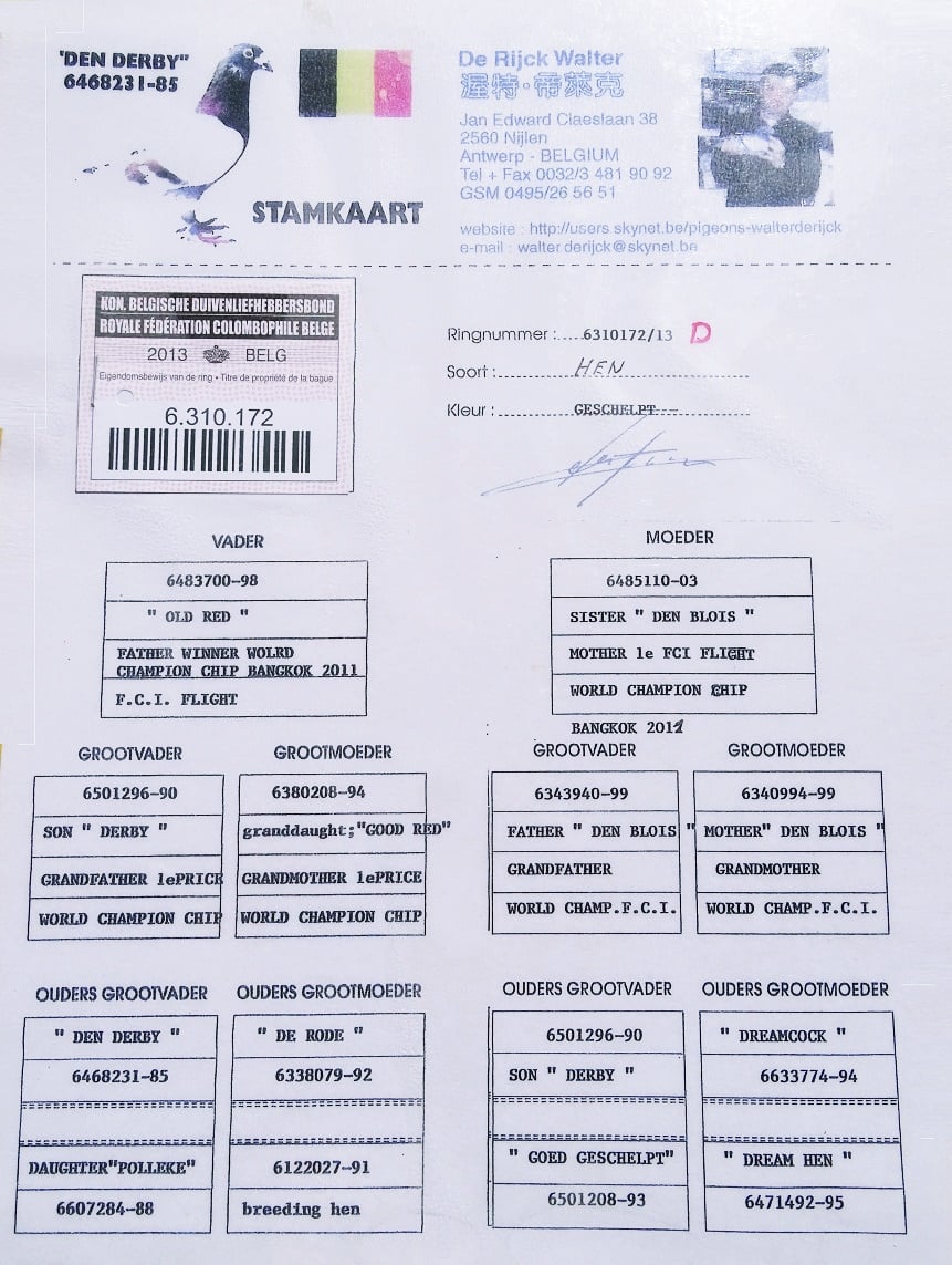 BELG-13-6310172 FULL BROTHER WORLD ŞAMPİYON