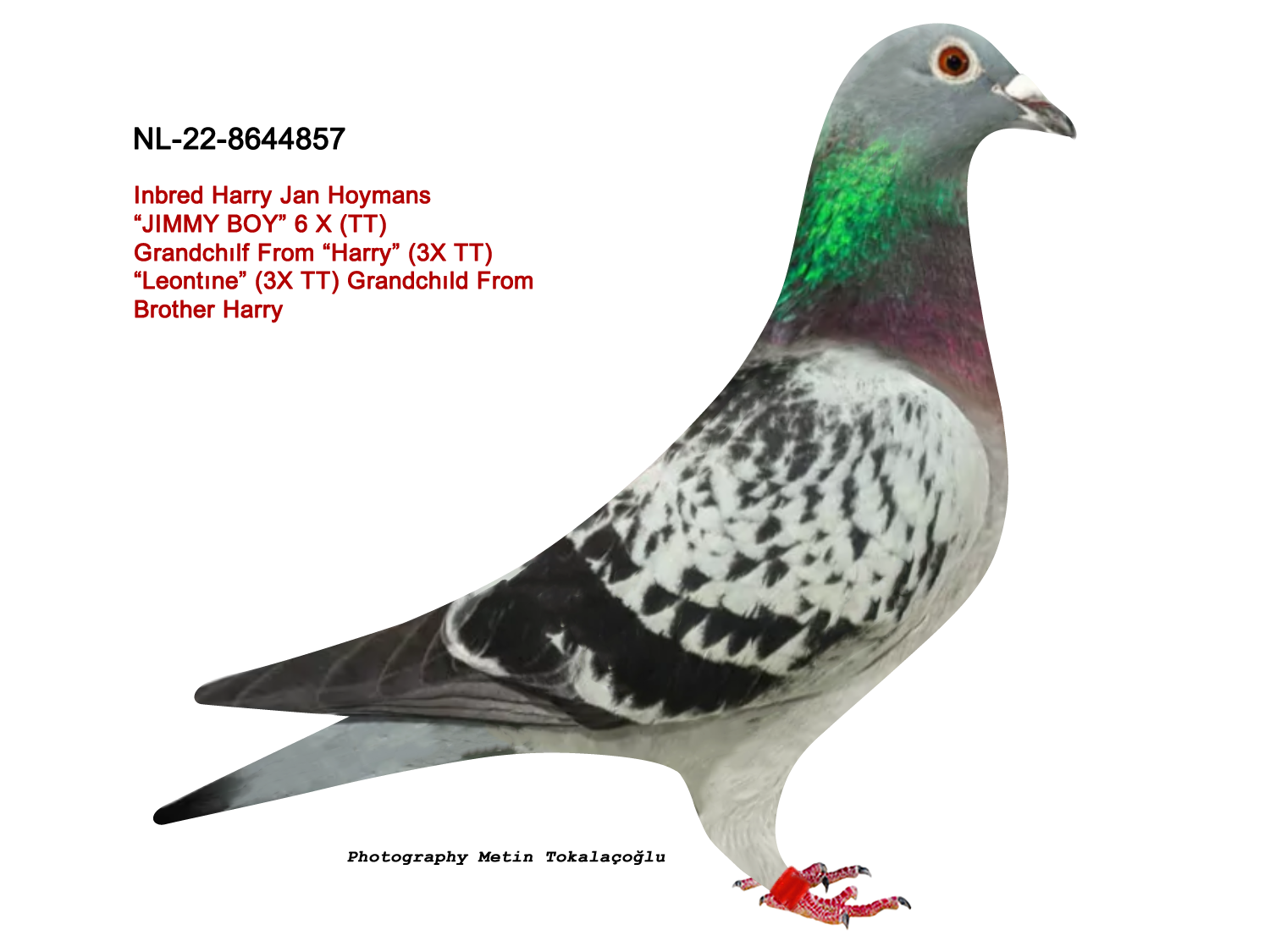 NL-22-8644857 INBRED HARRY
