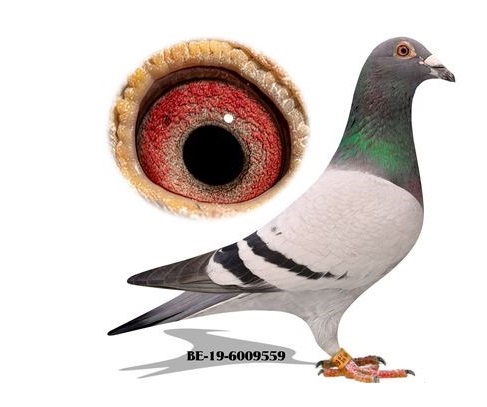 BE-19-6009559 AD SCHAERLAECKENS FULL + FULL