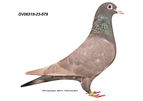 DV-06318-23-578 SOHN PLAYBOY