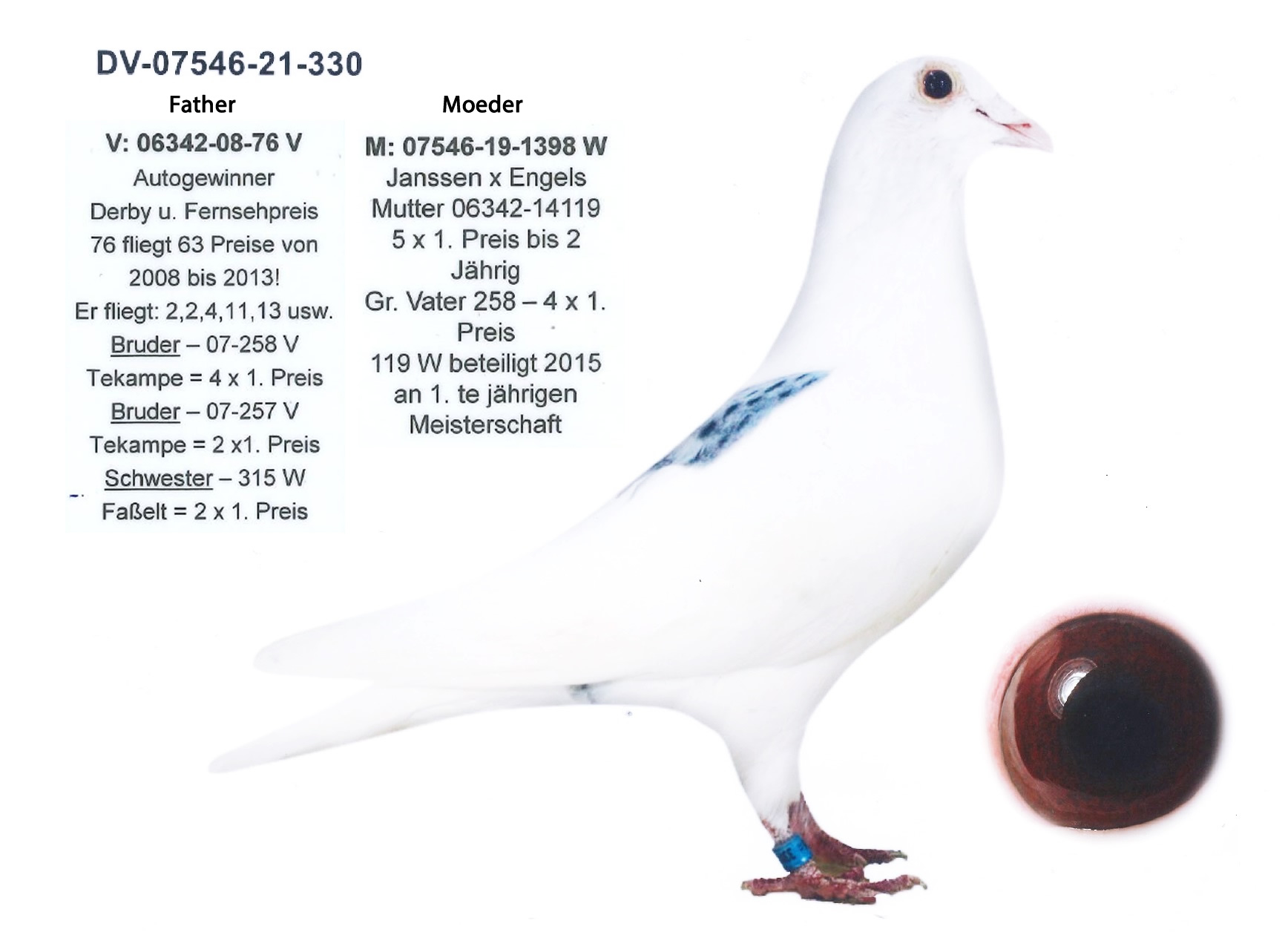 DV-07546-21-330 JANSSEN X ENGELS