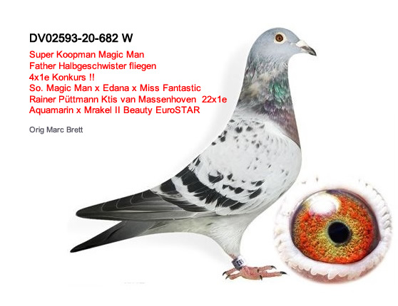 DV 02593-20-682 Kopmaan